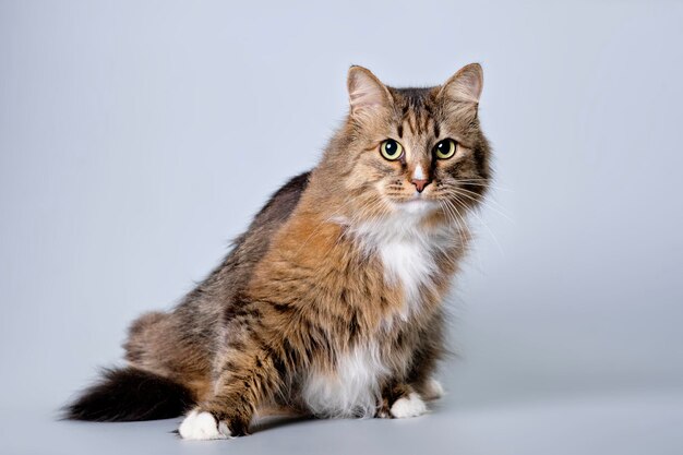 Un ritratto divertente di una foto dello studio del gatto dello shorthair britannico