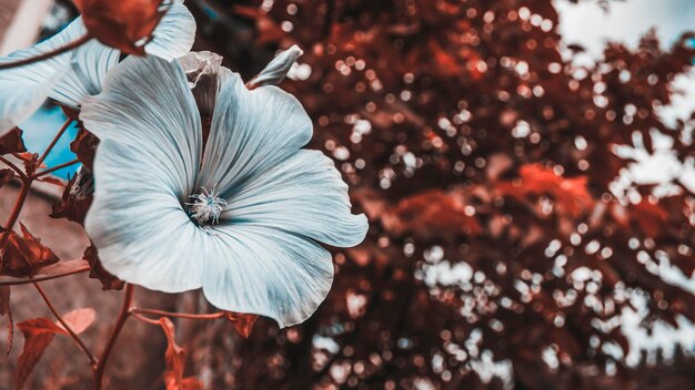 Un rosa Hibiscus siriano nel giardino Fiore primo piano con colori bianchi su sfondo da albero Foto in tonalità rossa