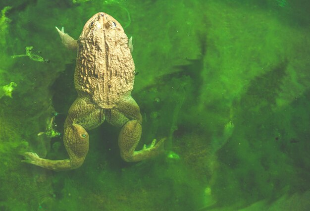 Un rospo maschio in acqua sulla foglia