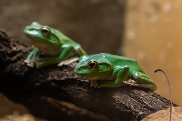 Un rospo verde si siede su un ramo