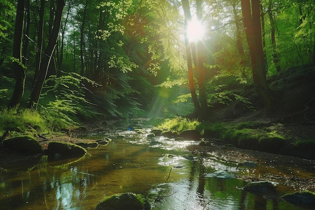 Un ruscello che scorre attraverso una foresta verde e lussureggiante