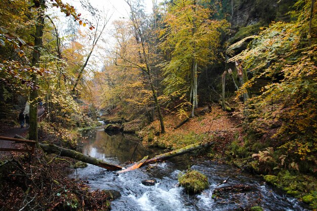 Un ruscello che scorre tra gli alberi della foresta