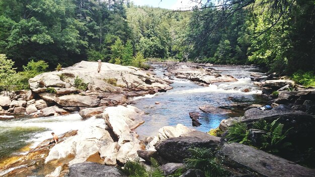 Un ruscello che scorre tra le rocce della foresta