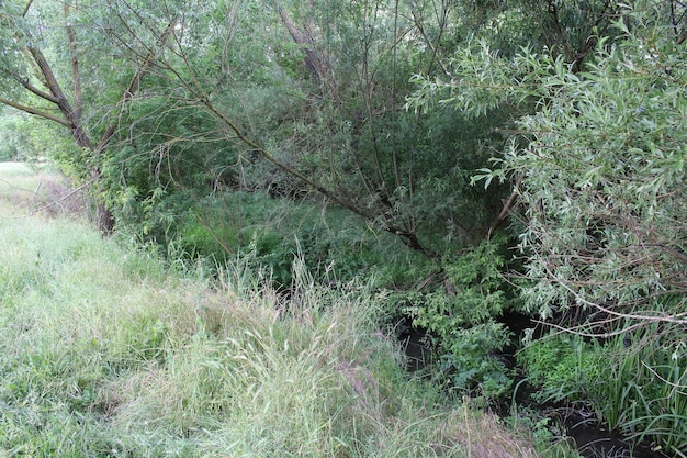 Un ruscello con alberi ed erba