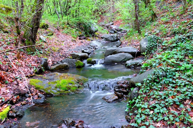 Un ruscello in mezzo alla foresta