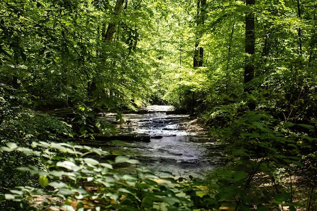 Un ruscello nella foresta con foglie verdi e un albero con sopra la parola fiume.