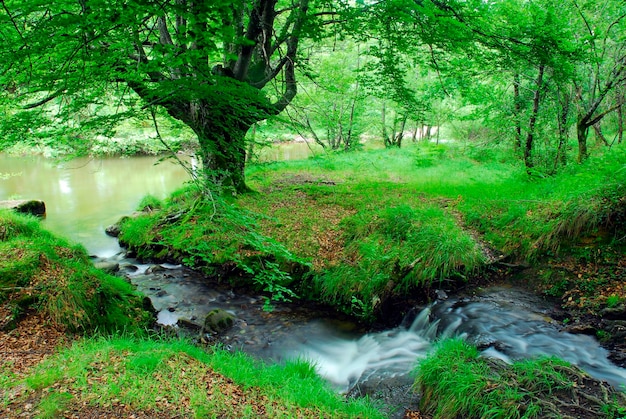 Un ruscello scorre attraverso un piccolo meandro striato di verde in un bosco di faggi