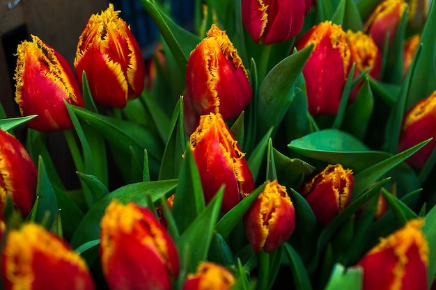 Un sacco di bei tulipani multicolori che crescono nella serra in primavera come concetto di fiori