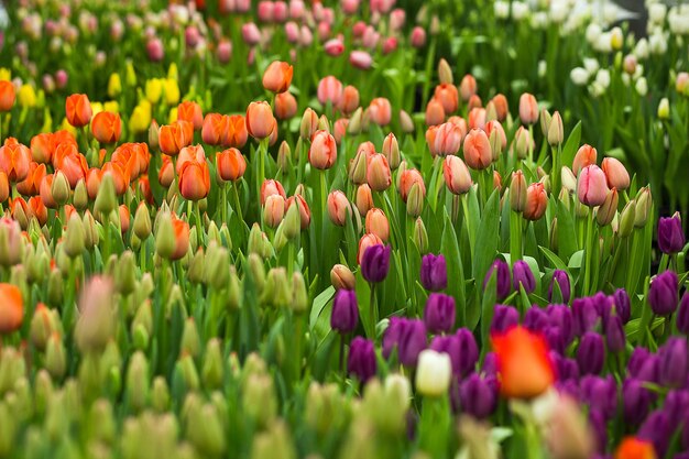 Un sacco di bei tulipani multicolori che crescono su un campo nel giardino della serrarossogiallovioletoarancionerosa tulupsPrimavera un sacco di tulipanifiori concept