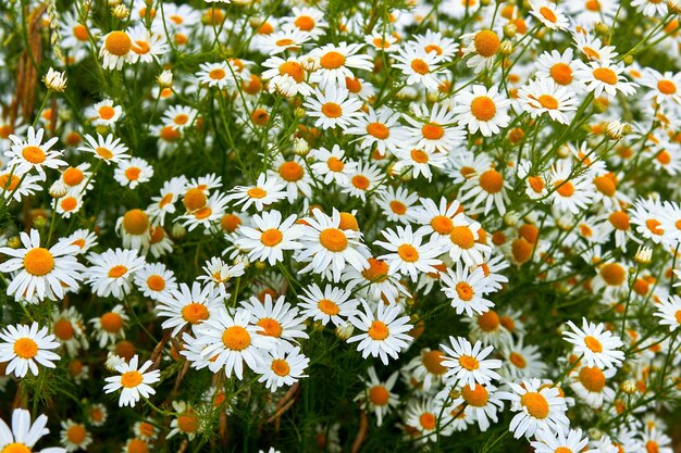 Un sacco di fiori bianchi di camomilla closeup Estate natura sfondo con camomille in fiore