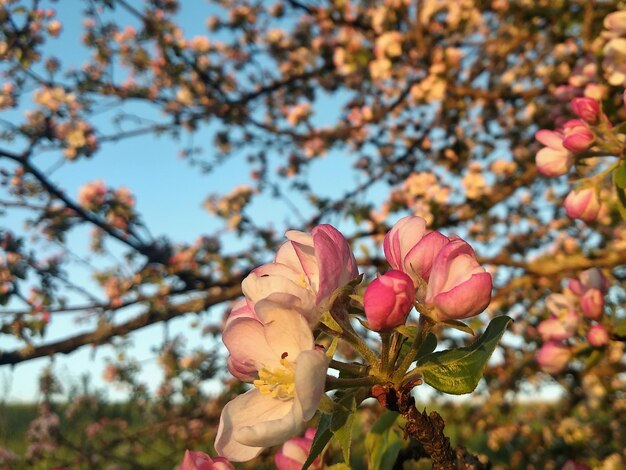 Un sacco di fiori bianco-rosa di un primo piano di melo contro un cielo blu e foglie verdi.