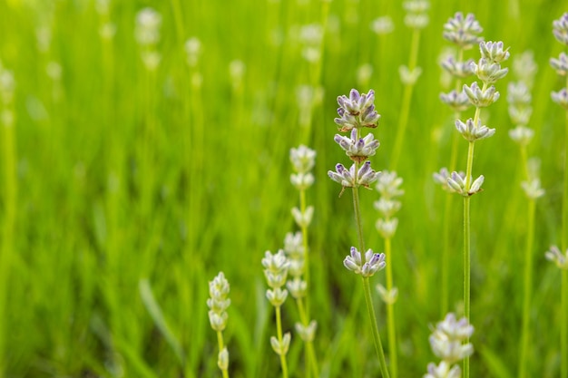 Un sacco di fiori di lavanda nel giardino botanico