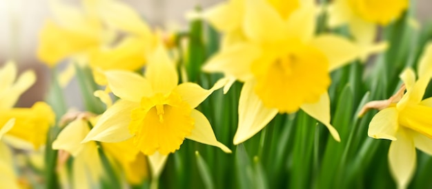 Un sacco di fiori gialli di narciso Sfondo floreale o banner di primavera