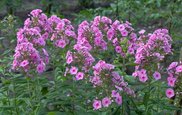 Un sacco di fiori Phlox flox che sbocciano in un bel colore rosa nel periodo estivo