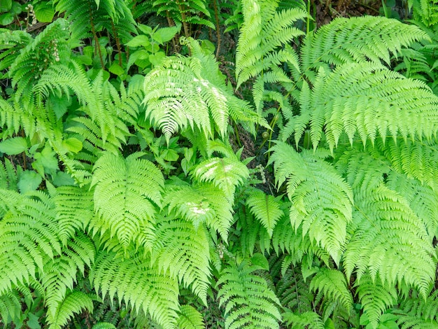 Un sacco di foglie di felce Cespugli di felce Contesto da plantsNature