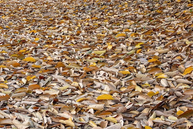 Un sacco di foglie secche sul terreno.