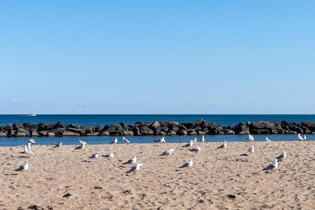 Un sacco di gabbiani sulla spiaggia Uccelli acquatici selvatici che riposano sulla spiaggia