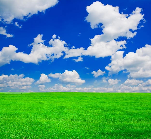 Un sacco di grano verde sotto il cielo blu