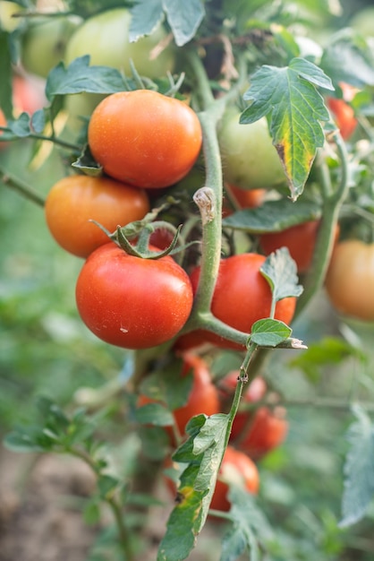 Un sacco di grappoli con pomodori rossi maturi e verdi acerbi che crescono nel giardino il raccolto matura in una calda giornata estiva