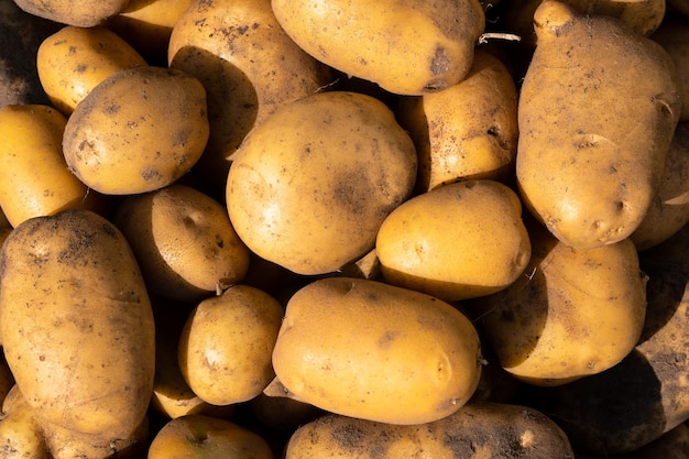 Un sacco di patate raccolte che giace in un mucchio Raccolto autunnale