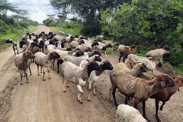un sacco di pecore pascolano in un prato verde il concetto di allevamento di pecore nell'agricoltura nei paesi africani