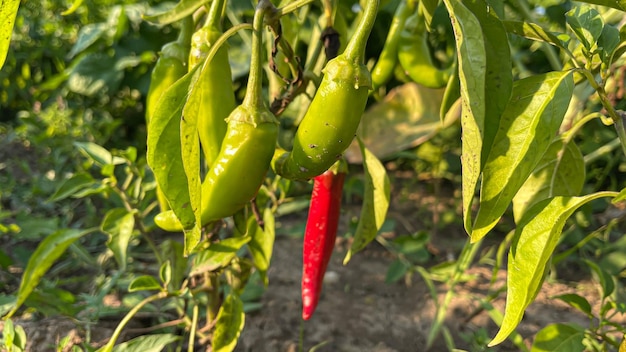 Un sacco di peperoncini rossi maturi crescono nel letto del giardino Primo piano