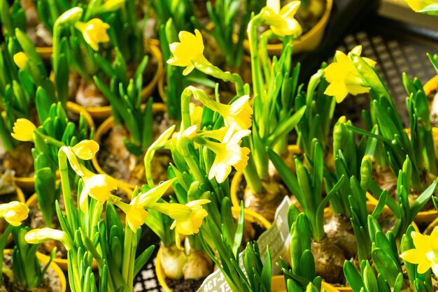 Un sacco di piccoli narcisi nei vasi