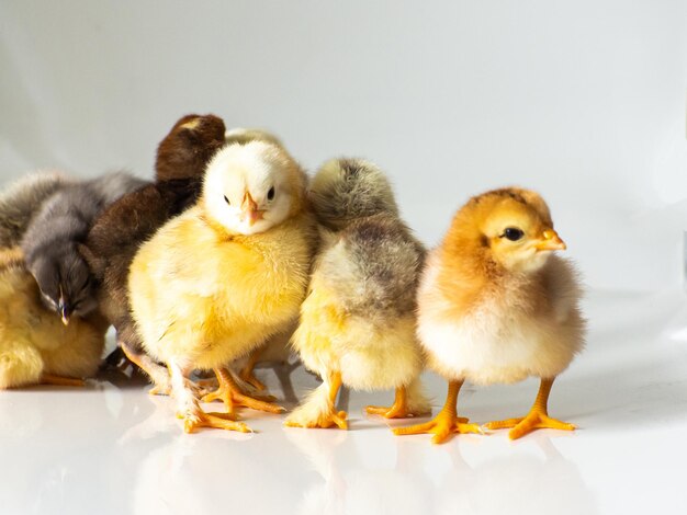 Un sacco di piccoli polli marroni appena nati su bianco con spazio di copia