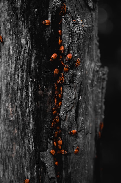 Un sacco di Pyrrhocoris apterus si trova su un albero. L'insetto soldato o l'insetto rosso si trova su legno