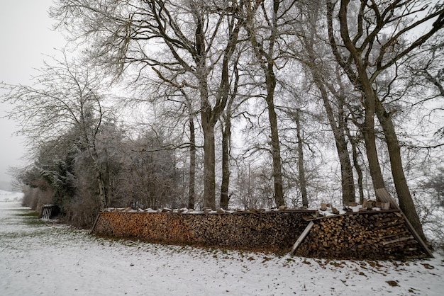 Un sacco di registri nella foresta invernale