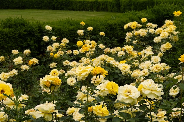 Un sacco di rose gialle in giardino Giardinaggio in crescita delle rose