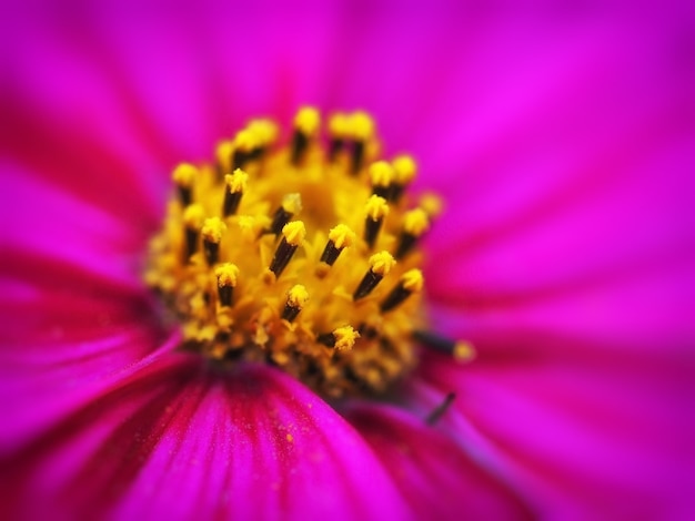 Un sacco di stami gialli nel primo piano viola del fiore di cosmei, astratto sfondo sfocato, immagine orizzontale di macrofotografia, sfocatura, spazio libero per testo, estate, carta da parati