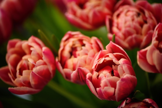 Un sacco di tulipani in fiore bicolore Sfondo di fiori