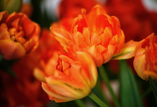 Un sacco di tulipani in fiore Sfondo di fiori