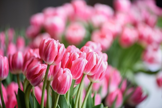 Un sacco di tulipani in fiore Sfondo di fiori