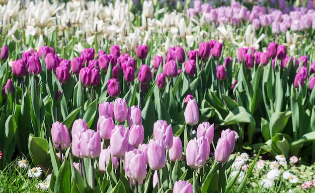 Un sacco di tulipani lilla bianchi e viola nel parco