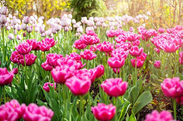 un sacco di tulipani nel parco decorazioni del parco fiori primaverili