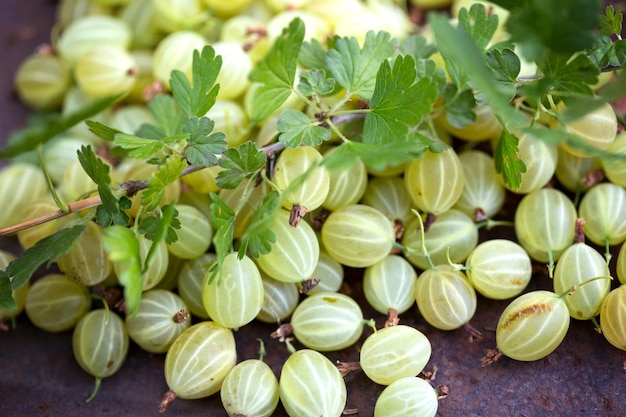 Un sacco di uva spina sul tavolo