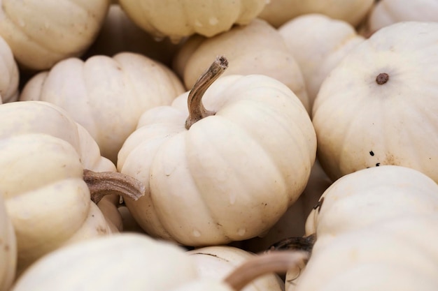 Un sacco di zucche bianche decorative al mercato contadino Vista dall'alto piatto