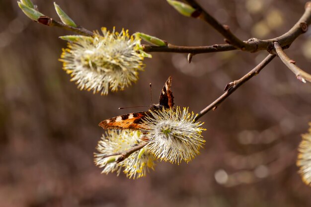 Un salice che fiorisce nella stagione primaverile