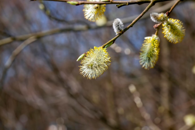 Un salice che fiorisce nella stagione primaverile