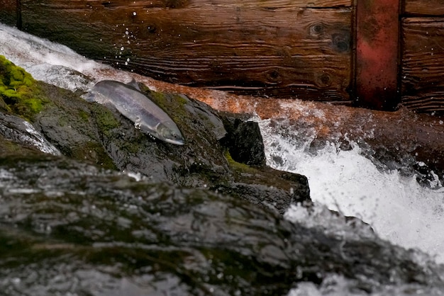 Un salmone che salta nel fiume dell'insenatura dell'Alaska