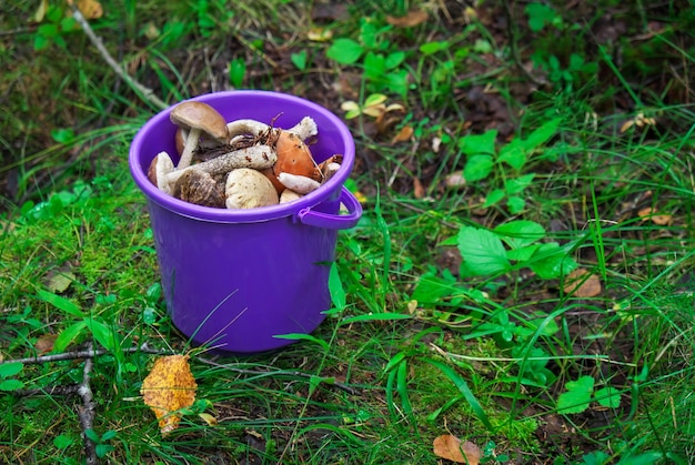 Un secchio di funghi careliani nella foresta.