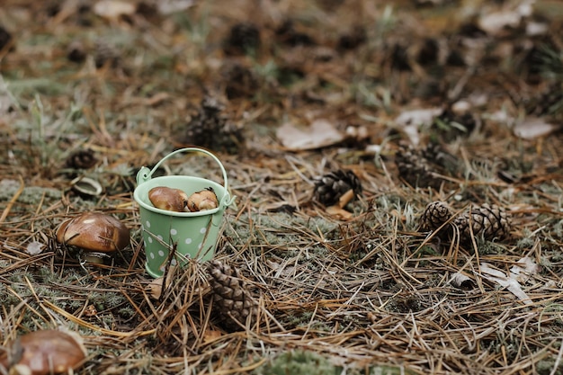 Un secchio nella foresta sul muschio tra i funghi il concetto di protezione della natura