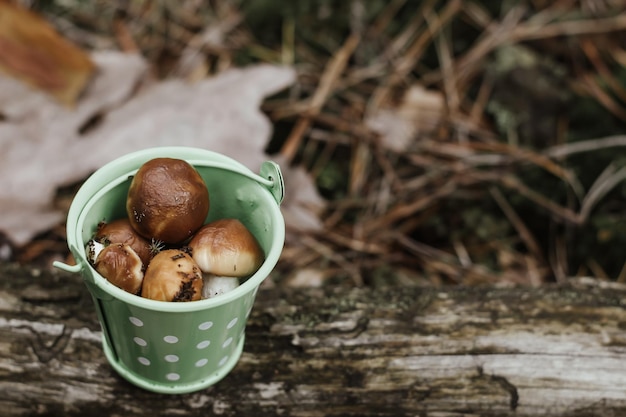 Un secchio nella foresta sul muschio tra i funghi il concetto di protezione della natura