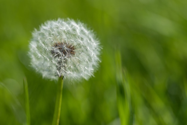 Un seedhead del dente di leone sul verde