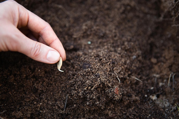 Un seme germogliato nella mano su un letto di terra è una semina primaverile di semi di ortaggi e fiori in piena terra