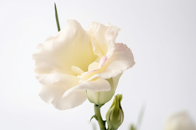 Un semplice sfondo bianco con una sola fioritura di eustoma in piena fioritura per un aspetto elegante e naturale