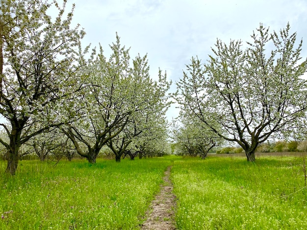 Un sentiero attraverso un frutteto di alberi con poche foglie e pochi fiori