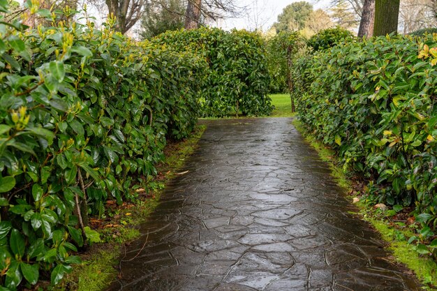 Un sentiero attraverso un parco è bagnato dalla pioggia